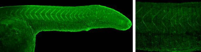 PCDH8 Antibody in Immunohistochemistry (PFA fixed) (IHC (PFA))