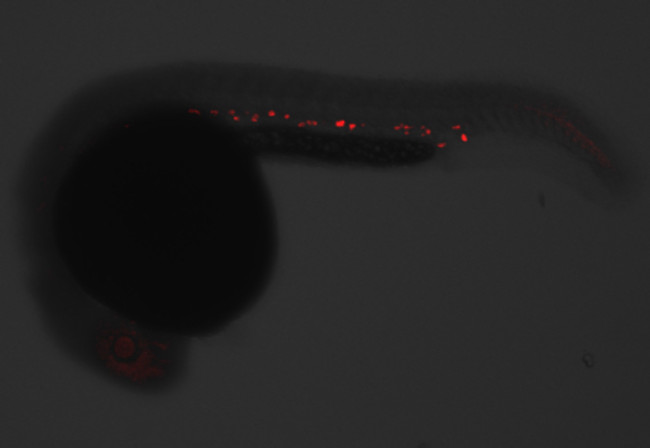 GATA1 Antibody in Immunohistochemistry (PFA fixed) (IHC (PFA))