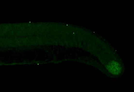 TBX16 Antibody in Immunohistochemistry (PFA fixed) (IHC (PFA))