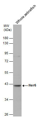 HER-6 Antibody in Western Blot (WB)