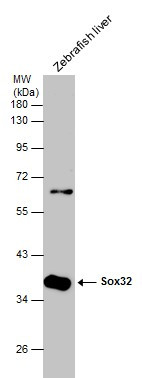 SOX32 Antibody in Western Blot (WB)