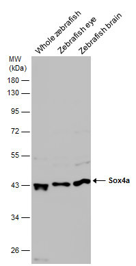 SOX4a Antibody in Western Blot (WB)