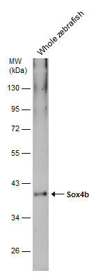 SOX4b Antibody in Western Blot (WB)