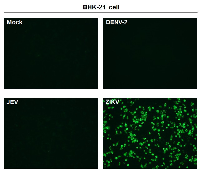 Zika Virus Capsid Antibody in Immunocytochemistry (ICC/IF)