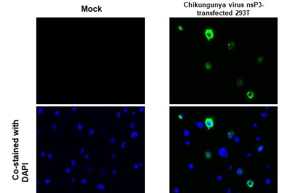 Chikungunya Virus NSP3 Antibody in Immunocytochemistry (ICC/IF)