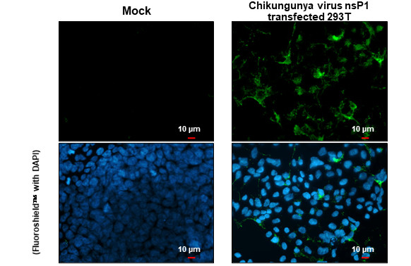 Chikungunya Virus NSP1 Antibody in Immunocytochemistry (ICC/IF)