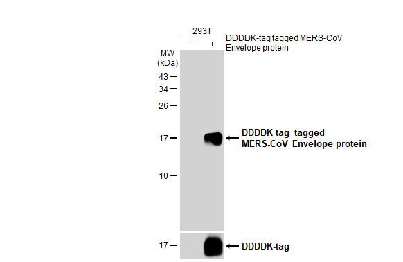 MERS Coronavirus Envelope Protein Antibody in Western Blot (WB)