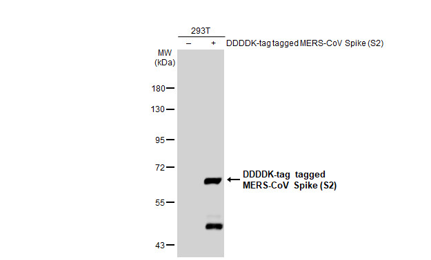 MERS Coronavirus Spike Protein S2 Antibody in Western Blot (WB)