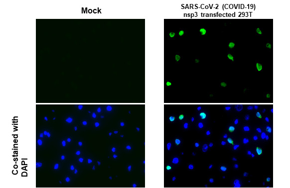 SARS-CoV-2 NSP3 (strain Wuhan-Hu-1) Antibody in Immunocytochemistry (ICC/IF)