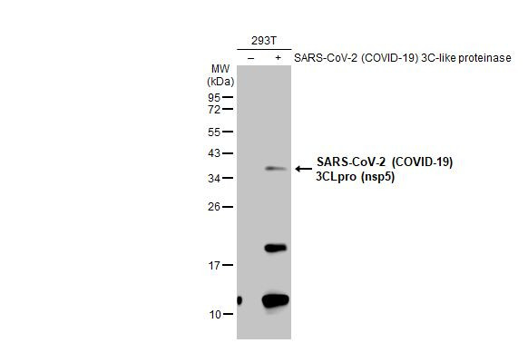 SARS-CoV-2 NSP5 Antibody in Western Blot (WB)