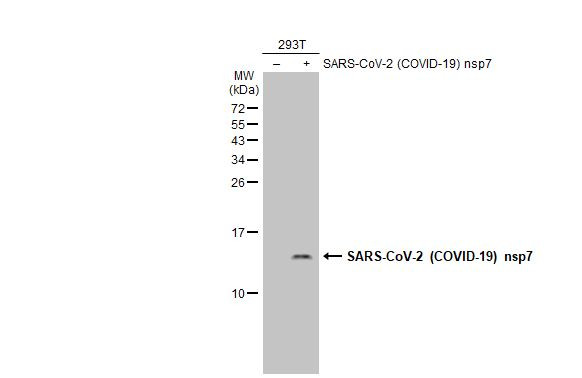 SARS-CoV-2 NSP7 Antibody in Western Blot (WB)