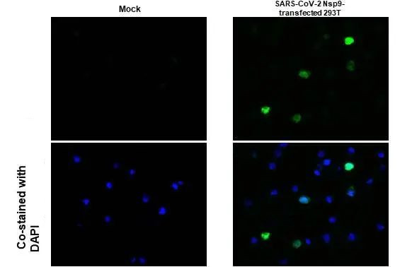 SARS-CoV-2 NSP9 Antibody in Immunocytochemistry (ICC/IF)