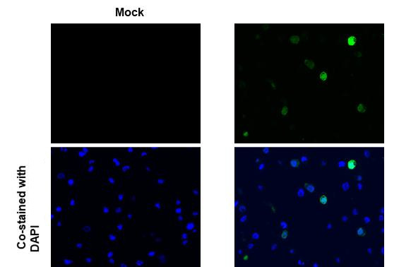 SARS-CoV-2 NSP10 Antibody in Immunocytochemistry (ICC/IF)