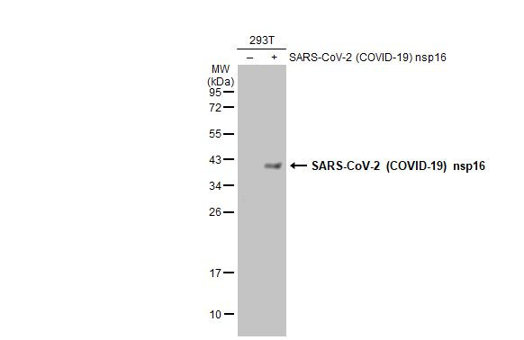 SARS-CoV-2 NSP16 Antibody in Western Blot (WB)