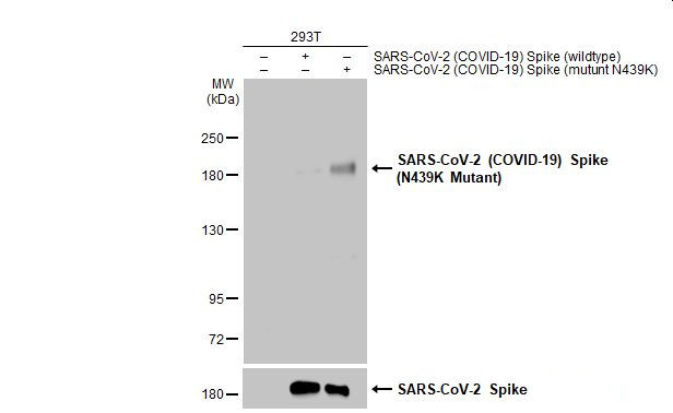 SARS-CoV-2 Spike (N439K Mutant) Antibody in Western Blot (WB)