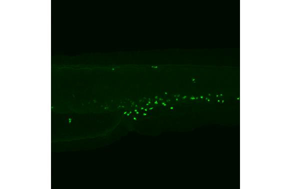 MPX Antibody in Immunohistochemistry (PFA fixed) (IHC (PFA))