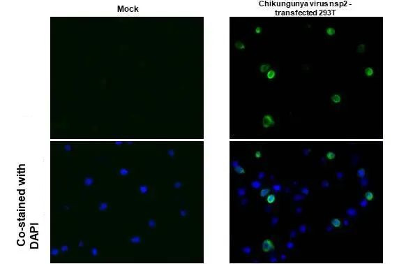 Chikungunya Virus NSP2 Antibody in Immunocytochemistry (ICC/IF)