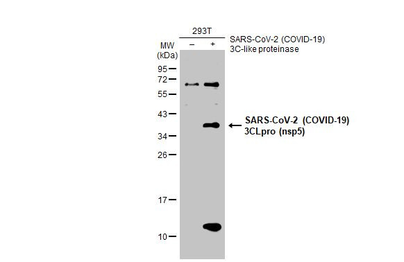 SARS-CoV-2 NSP5 Antibody in Western Blot (WB)