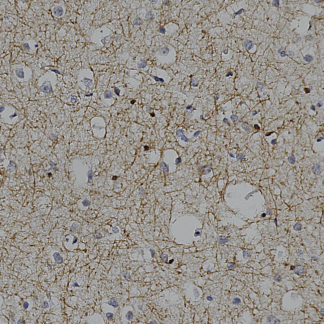 CNPase Antibody in Immunohistochemistry (Paraffin) (IHC (P))