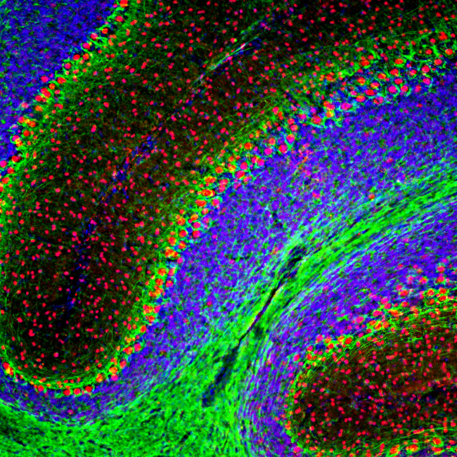 RBFOX2 Antibody in Immunohistochemistry (PFA fixed) (IHC (PFA))