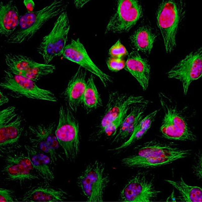 Ki-67 Antibody in Immunocytochemistry (ICC/IF)