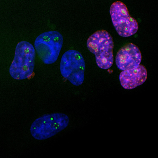 Ki-67 Antibody in Immunocytochemistry (ICC/IF)