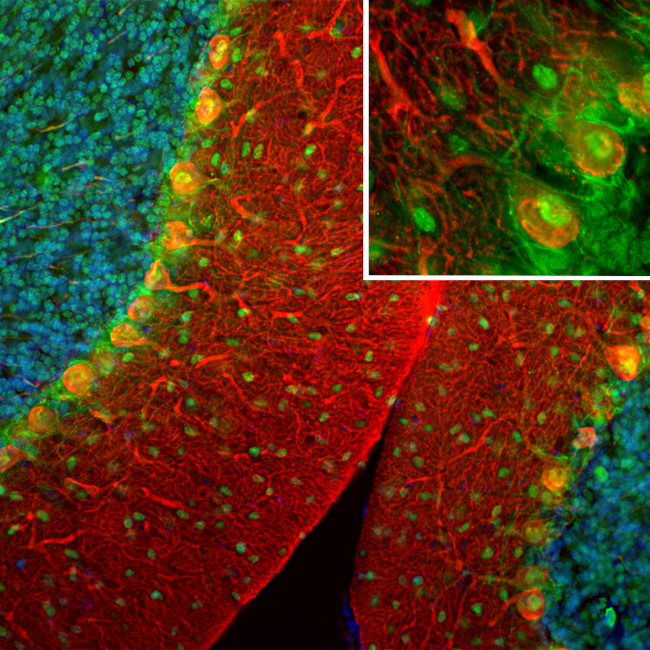 SCGN Antibody in Immunohistochemistry (PFA fixed) (IHC (PFA))