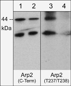 Phospho-Arp2 (Thr237, Thr238) Antibody in Western Blot (WB)