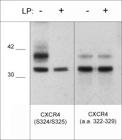 Phospho-CXCR4 (Ser324, Ser325) Antibody in Western Blot (WB)
