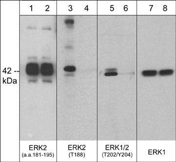 Phospho-ERK1/2 (Tyr207, Tyr188) Antibody in Western Blot (WB)