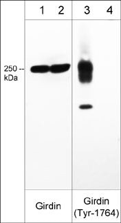 Phospho-Girdin (Tyr1764) Antibody in Western Blot (WB)