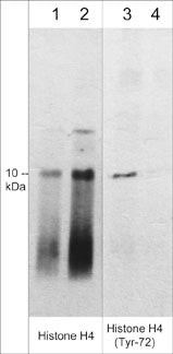 Phospho-Histone H4 (Tyr72) Antibody in Western Blot (WB)