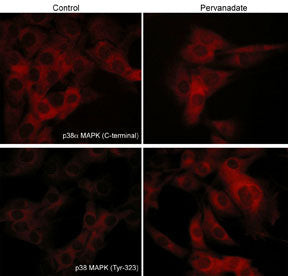 Phospho-p38 MAPK alpha (Tyr323) Antibody in Immunocytochemistry (ICC/IF)