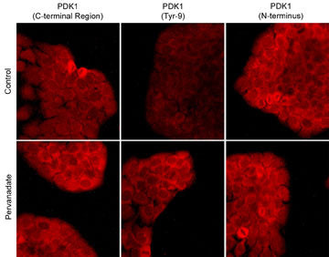 Phospho-PDPK1 (Tyr9) Antibody in Immunocytochemistry (ICC/IF)