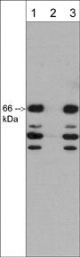 C9orf126 Antibody in Western Blot (WB)