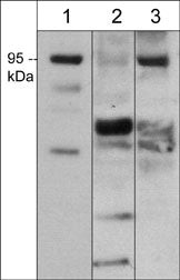 SEMA3F Antibody in Western Blot (WB)