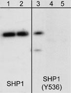 Phospho-SHP-1 (Tyr536) Antibody in Western Blot (WB)