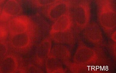 TRPM8 Antibody in Immunocytochemistry (ICC/IF)