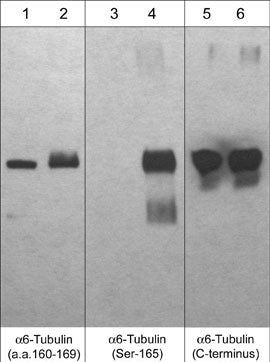 TUBA1C Antibody in Western Blot (WB)