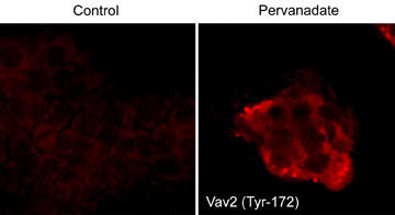 Phospho-VAV2 (Tyr172) Antibody in Immunocytochemistry (ICC/IF)