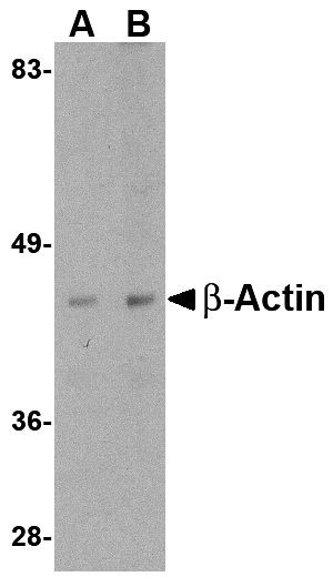 beta Actin Antibody in Western Blot (WB)