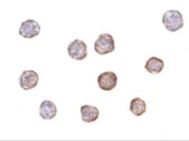 beta Actin Antibody in Immunocytochemistry (ICC/IF)