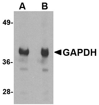GAPDH Antibody in Western Blot (WB)