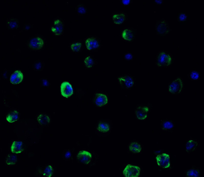 TMEM41B Antibody in Immunocytochemistry (ICC/IF)