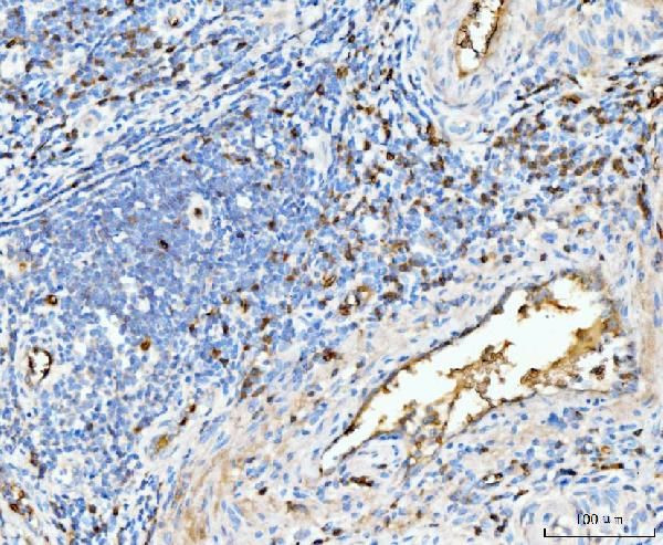 HBA1/HBA2 Antibody in Immunohistochemistry (Paraffin) (IHC (P))