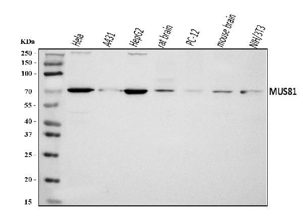 MUS81 Antibody in Western Blot (WB)