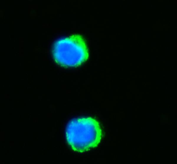 NNT Antibody in Immunocytochemistry (ICC/IF)