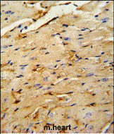OAZ1 Antibody in Immunohistochemistry (Paraffin) (IHC (P))
