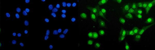 HAP1 Antibody in Immunocytochemistry (ICC/IF)