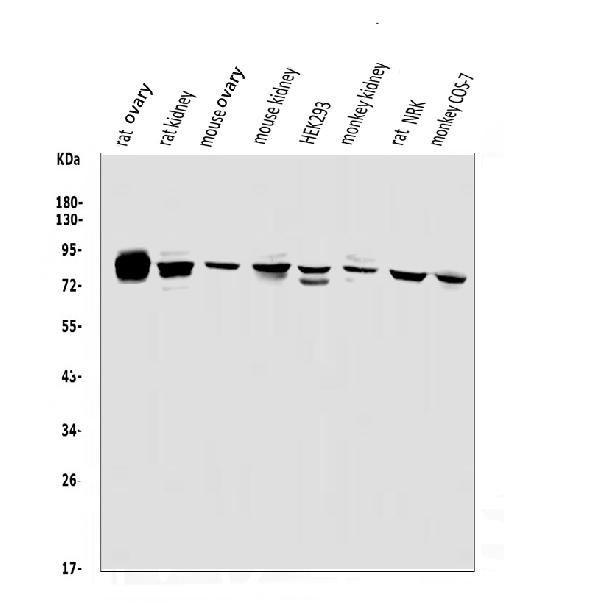 PHEX Polyclonal Antibody (PA5-143870)
